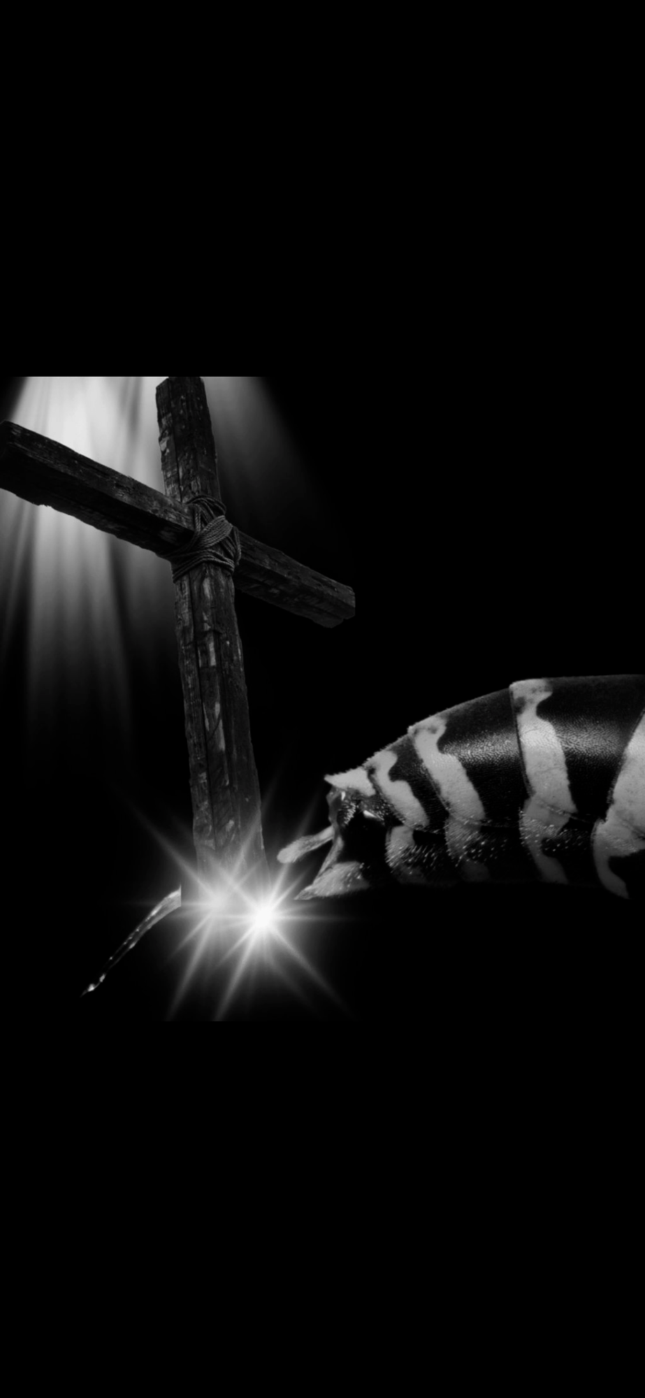 Stung by the Sting, but the Cross Broke the&nbsp;Stinger